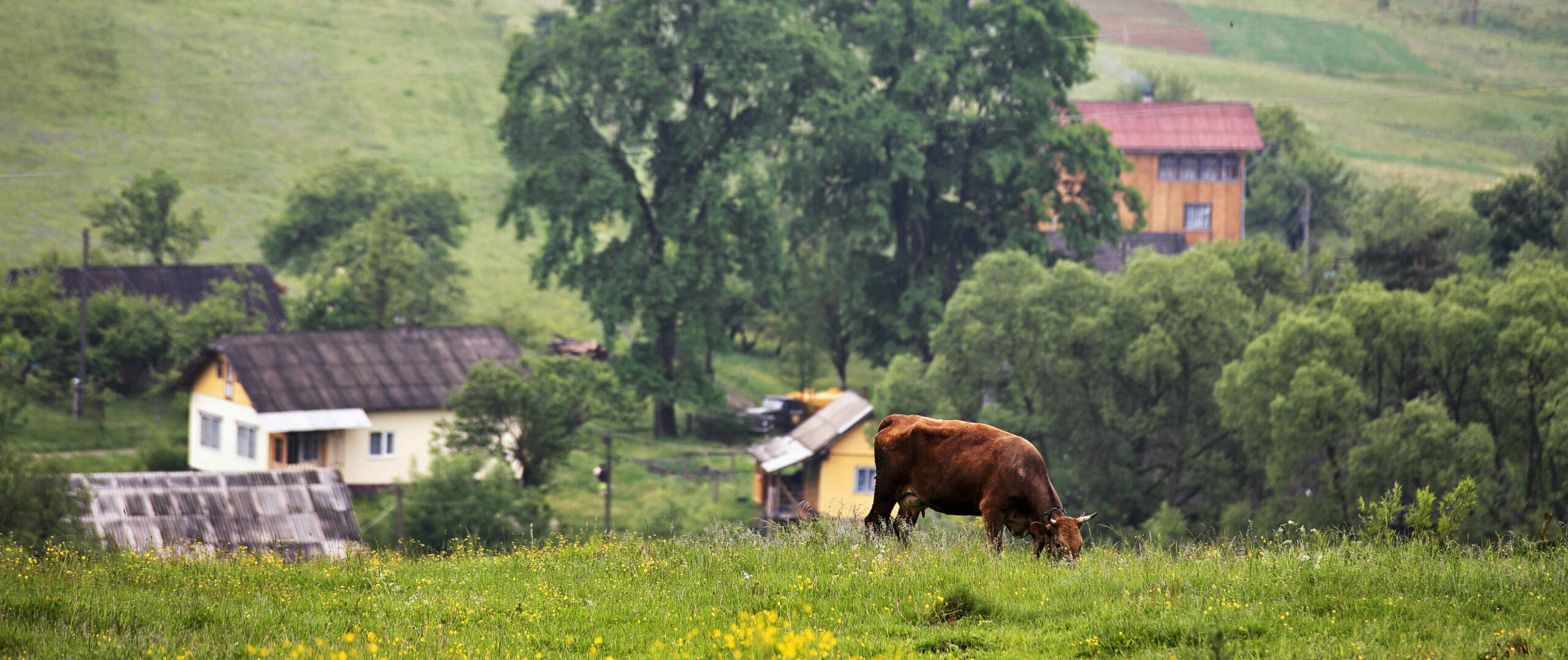 74.61 acres farm